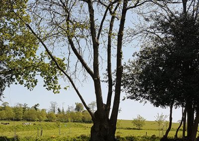 élagage pour luminosité