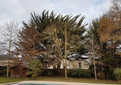 taille d'hiver arbre